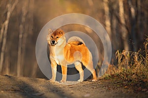 Cute and happy shiba inu dog standing in the forest at golden sunset. Adorable Red shiba inu female puppy in fall