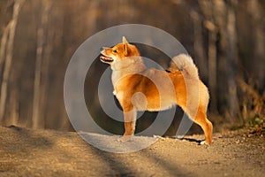 Cute and happy shiba inu dog standing in the forest at golden sunset. Adorable Red shiba inu female puppy in fall