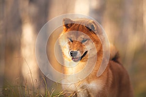 Cute and happy shiba inu dog standing in the forest at golden sunset. Close-up of Red shiba inu female puppy in fall