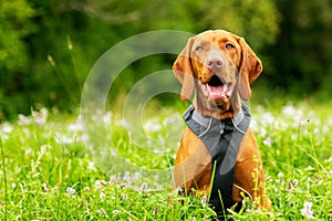 Cute happy smiling vizsla puppy enjoying walk through meadow full of flowers. Happy dog portrait outdoors.
