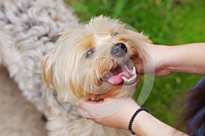 Cute happy smiling yorkshire terrier