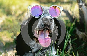 Cute happy spaniel with his tongue hanging out wearing sunglasses is lying on green grass. Summer postcard with pet