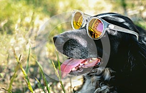 Cute happy spaniel with his tongue hanging out wearing sunglasses is lying on green grass. Summer postcard with pet