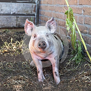 Cute happy swine, young piglet, sitting doen in a corner of a farmyard