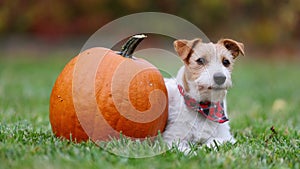 Cute happy thanksgiving pet dog listening with a pumpkin