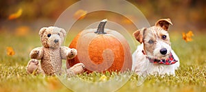 Cute happy thanksgiving pet dog with toy and pumpkin