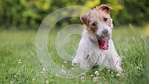 Cute happy trained pet dog sitting and panting in the grass, puppy training