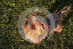 Cute, happy Yorkshire Terrier dog from above, standing on grass looking up