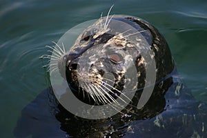 Cute Harbor Seal