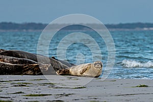 A cute harbor seal pup rests on a sandbank near to the ocean. Picture from Falsterbo in Scania, Sweden