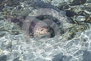 Cute harp seal swimming in basin with head out of water and eyes closed