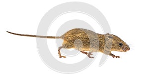 Cute harvest mouse isolated on white background
