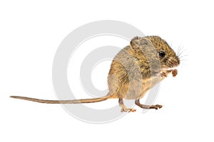 Cute harvest mouse isolated on white background