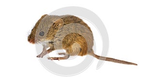Cute Harvest Mouse on white