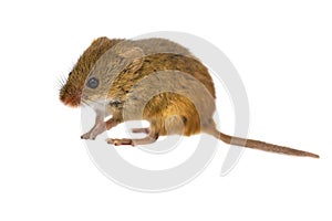 Cute Harvest Mouse on white