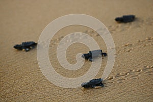 Cute hatchling baby loggerhead sea turtle caretta caretta crawling  to the sea after leaving the nest at the beach on Bahia