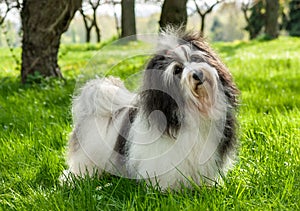 Lindo perro habanero en hermoso soleado herboso 