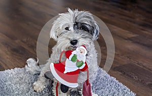 Cute Havanese Dog with Christmas Santa  Toy in the Mouth