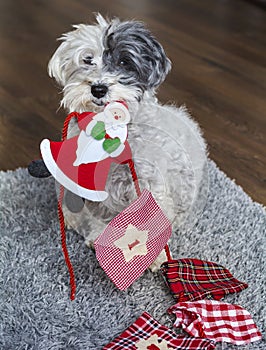 Cute Havanese Dog with Christmas Santa  Toy in the Mouth