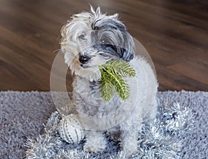 Cute Havanese Dog with Christmas Toys in the Mouth