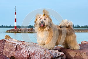 Cute Havanese dog is standing in a harbor, lookin