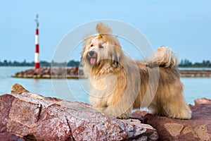 Carino cane è un piedi porta cercando 