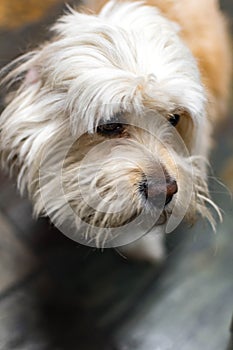 Cute Havanese dog while staring at something. Havanese is the national dog of Cuba
