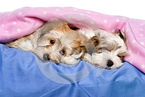 Cute Havanese puppies are lying and sleeping in a bed