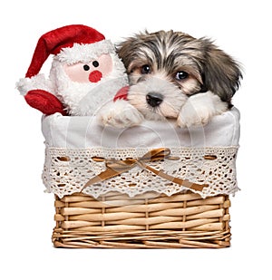 Cute Havanese puppy in a basket with a Santa plush toy