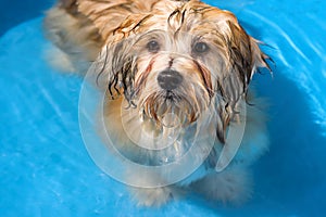 Cute havanese puppy is bathing in a blue water pool