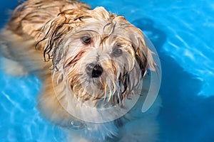 Cute havanese puppy is bathing in a blue water pool