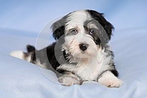 Cute Havanese puppy dog is lying on a blue blanket