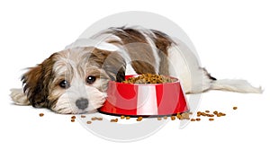 Cute Havanese puppy dog is lying beside a red bowl of dog food