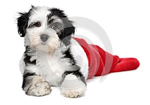 Cute Havanese puppy dog is lying in a Santa boots