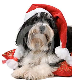 Cute havanese puppy dog with a Santa hat