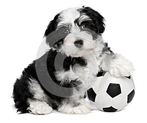 Carino parete il cane palla da calcio 