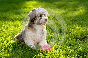 Cute havanese puppy in the grass with a pink ball