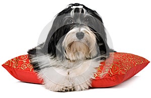 Cute havanese puppy is lying on a red xmas cushion