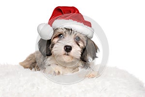 Cute havanese puppy is lying on a white pillow in Santa`s hat