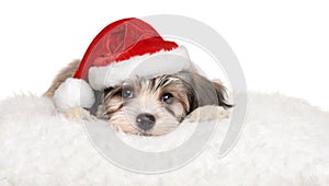 Cute havanese puppy lying on a white pillow in Santa`s hat