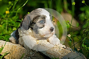 A cute havanese puppy in the nature