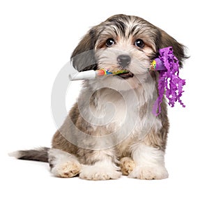 Cute Havanese puppy with a New Year`s Eve trumpet