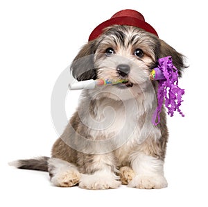 Cute havanese puppy with New Year`s trumpet and added red party hat