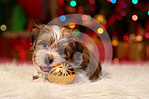 Cute Havanese puppy is playing with a Christmas ornament