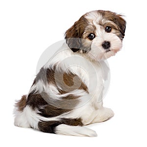 Cute Havanese puppy is sitting and photographed from behind