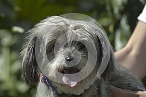 Cute Havanese schnauzer mix puppy dog close on happy face with tongue out