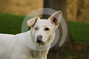 a cute head portrait of a white shepherd mix with a crooked ear