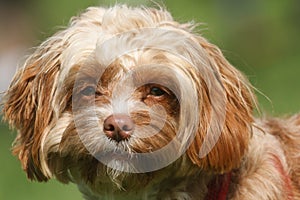 A cute head shot of a young Cavapoo dog. The breed is also commonly known by the names Poodle x King Charles Cavalier Spaniel, Cav