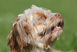 A cute head shot of a young Cavapoo dog. The breed is also commonly known by the names Poodle x King Charles Cavalier Spaniel, Cav