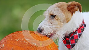 Cute healthy pet dog puppy chewing, eating a pumpkin
